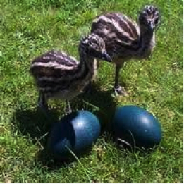 Junge Emus und Eier
