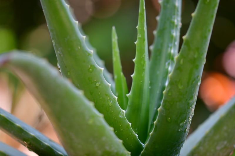 Aloe vera bei Akne
